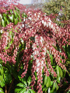 Green Promise Farms PIERIS Japonica (Dorothy Wycoff Andromeda) Evergreen, 3-Size Container, Pink Blossoms