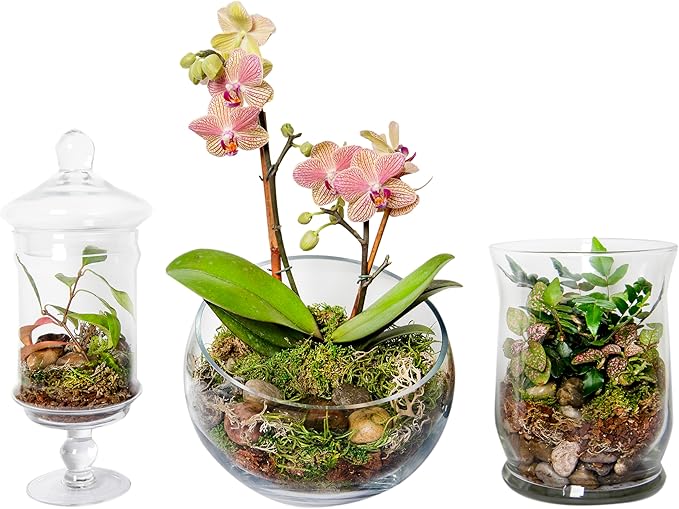 SuperMoss (90421) Terrarium Kit, 8 oz, Forest