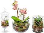 SuperMoss (90421) Terrarium Kit, 8 oz, Forest