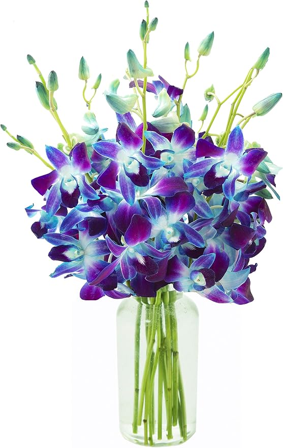 KaBloom PRIME NEXT DAY DELIVERY - Fall Collection - Exotic Sapphire Orchid Bouquet of 10 Blue Orchid with Vase.Gift for Birthday,Anniversary, Get Well, Thank You,Valentine, Mother’s Day Fresh Flowers