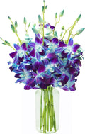 KaBloom PRIME NEXT DAY DELIVERY - Fall Collection - Exotic Sapphire Orchid Bouquet of 10 Blue Orchid with Vase.Gift for Birthday,Anniversary, Get Well, Thank You,Valentine, Mother’s Day Fresh Flowers