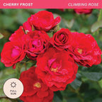Heirloom Climbing Roses, Live Own Root Plant for Outdoor Garden, Cherry Frost™, Lightly Fragrant, Hardiness Zones 4-8, Repeat Blooming