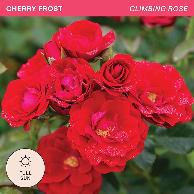 Heirloom Climbing Roses, Live Own Root Plant for Outdoor Garden, Cherry Frost™, Lightly Fragrant, Hardiness Zones 4-8, Repeat Blooming