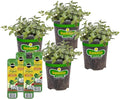 Bonnie Plants Peppermint, Live Plants, with Miracle-Gro Pour & Feed Singles Ready-to-Use Plant Food, 4-Pack, Easy-to-Grow Peppermint is Great for Container Gardens, 19.3 oz.