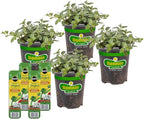Bonnie Plants Peppermint, Live Plants, with Miracle-Gro Pour & Feed Singles Ready-to-Use Plant Food, 4-Pack, Easy-to-Grow Peppermint is Great for Container Gardens, 19.3 oz.
