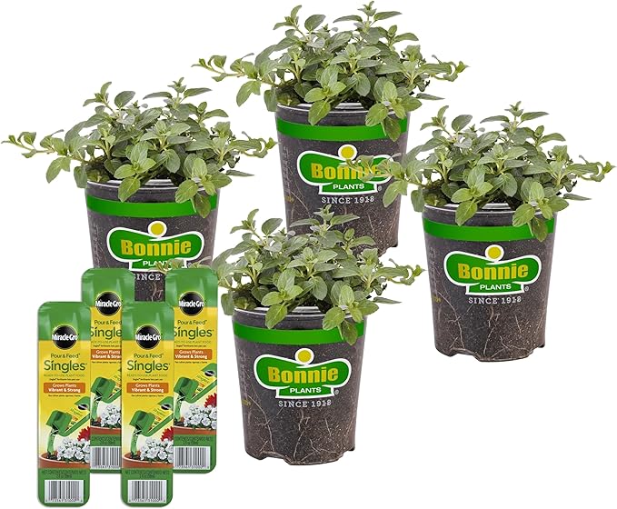 Bonnie Plants Peppermint, Live Plants, with Miracle-Gro Pour & Feed Singles Ready-to-Use Plant Food, 4-Pack, Easy-to-Grow Peppermint is Great for Container Gardens, 19.3 oz.
