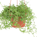 Shop Succulents String of Dolphins Hanging Succulent, Senecio Peregrinus, Fully Rooted Live 6" Succulent Plant with Hanger, Low Maintenance Indoor Plant, Trailing Succulents, Gift & Garden
