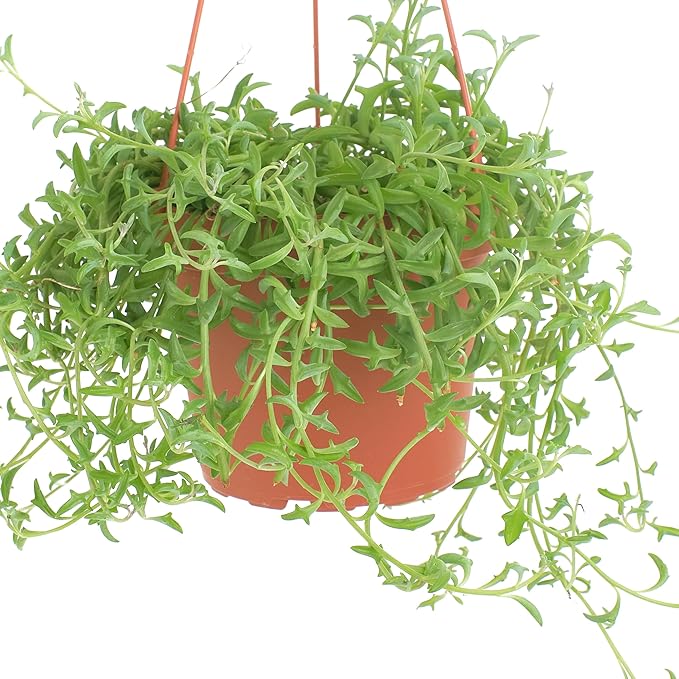 Shop Succulents String of Dolphins Hanging Succulent, Senecio Peregrinus, Fully Rooted Live 6" Succulent Plant with Hanger, Low Maintenance Indoor Plant, Trailing Succulents, Gift & Garden