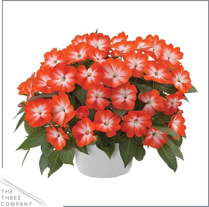 Live Flowering New Guinea Impatiens - Harmony Orange Star (2 Plants Per Pack) - Beautiful Shade Flowers - 12" Tall by 5" Wide in 1 Qt Pot