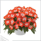 Live Flowering New Guinea Impatiens - Harmony Orange Star (3 Plants Per Pack) - Beautiful Shade Flowers - 12" Tall by 5" Wide in 1 Qt Pot