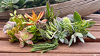 10 Assorted Live Succulent Cuttings, No 2 Succulents Alike, Great for Terrariums, Mini Gardens, and as Starter Plants. Live Succulents Plants for DIY Projects and Home Decor (10, Small)