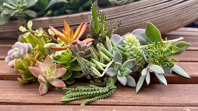 10 Assorted Live Succulent Cuttings, No 2 Succulents Alike, Great for Terrariums, Mini Gardens, and as Starter Plants. Live Succulents Plants for DIY Projects and Home Decor (10, Small)