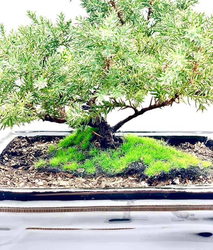 Live Dwarf Juniper Bonsai Tree | Indoor/Outdoor | 100% Handcrafted| Home and Office Décor | Best Gift for Holiday (MM)