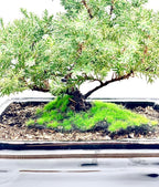 Live Dwarf Juniper Bonsai Tree | Indoor/Outdoor | 100% Handcrafted| Home and Office Décor | Best Gift for Holiday (MM)