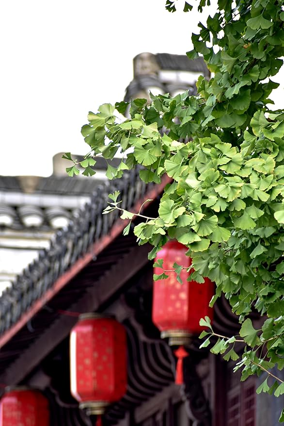 Bonsai Tree | Ginkgo Tree | Seed Grow Kit | The Jonsteen Company
