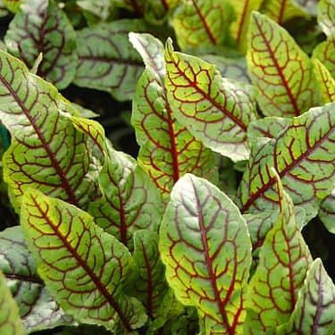 Bloody Dock, a Great Live Pond Plant for Your Water Garden. Filters koi and Goldfish Ponds. Good for Bogs, Plant Shelf or Shallow Water This marginal Aquatic is a Real Beauty