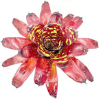 ragnaroc Live Plants - Bromeliad Neoregelia 'Green Eye', 16" Wide and 12" Tall in 6" Pot - 1ct - Live Arrival Guaranteed - House Plants for Home Decor & Gift