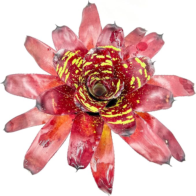 ragnaroc Live Plants - Bromeliad Neoregelia 'Green Eye', 16" Wide and 12" Tall in 6" Pot - 1ct - Live Arrival Guaranteed - House Plants for Home Decor & Gift