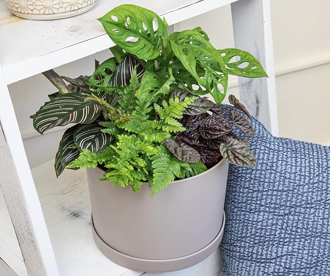 Altman Plants, Classic Houseplant Collection (4PK) Live Plants Indoor Plants Live Houseplants & Costa Farms Monstera Swiss Cheese Plant, Live Indoor Plant, Easy to Grow Split Leaf Houseplant
