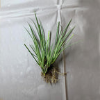 Dwarf Variegated Sweet Flag, a Great Live Pond Plant for Your Water Garden. Great for koi and Goldfish Ponds. Good for Bogs, Plant Shelf or Shallow Water This marginal Aquatic is a Real Beauty