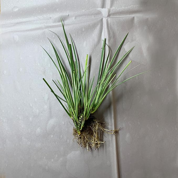 Dwarf Variegated Sweet Flag, a Great Live Pond Plant for Your Water Garden. Great for koi and Goldfish Ponds. Good for Bogs, Plant Shelf or Shallow Water This marginal Aquatic is a Real Beauty