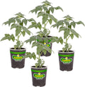 Bonnie Plants Big Boy Tomato Live Vegetable Plants - 4 Pack, 6 - 10 Ft. Plants, 16 - 32 Oz. Tomato Size