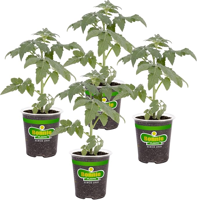 Bonnie Plants Bonnie Original Tomato Live Vegetable Plants - 4 Pack, Disease Resistant, 6 - 8 Oz. Fruit Size, Great for Slicing