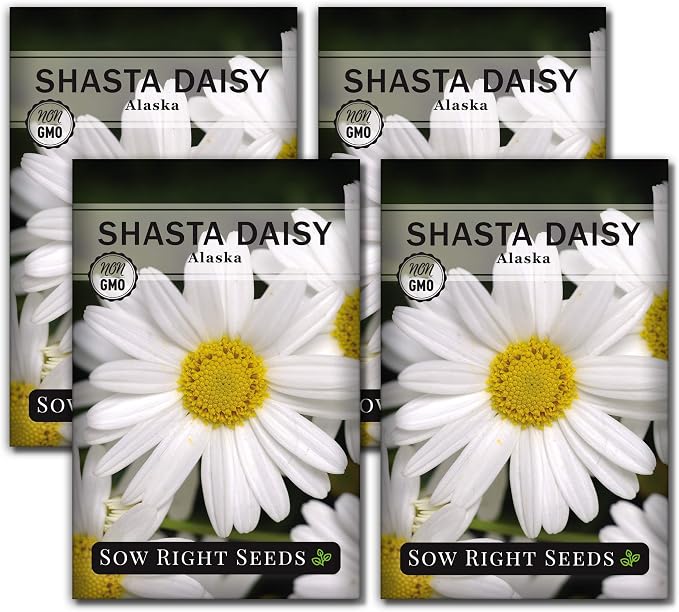 Sow Right Seeds - Shasta Daisy Seeds for Planting - Perennial Shasta Alaska Daisies - Non-GMO Heirloom Variety - Ideal for Outdoor Gardens - Easy to Grow - Drought Tolerant - Attracts Pollinators (4)