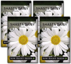 Sow Right Seeds - Shasta Daisy Seeds for Planting - Perennial Shasta Alaska Daisies - Non-GMO Heirloom Variety - Ideal for Outdoor Gardens - Easy to Grow - Drought Tolerant - Attracts Pollinators (4)