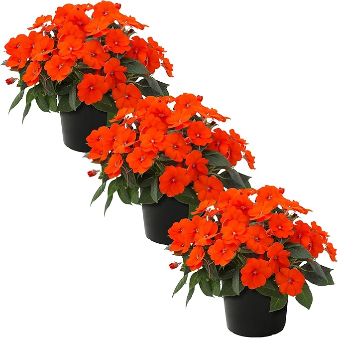 Live Flowering Sunpatiens - Orange (3 Plants Per Pack), Beautiful Annual Summer Color, 10" Tall by 6" Wide in 1 Quart Pot