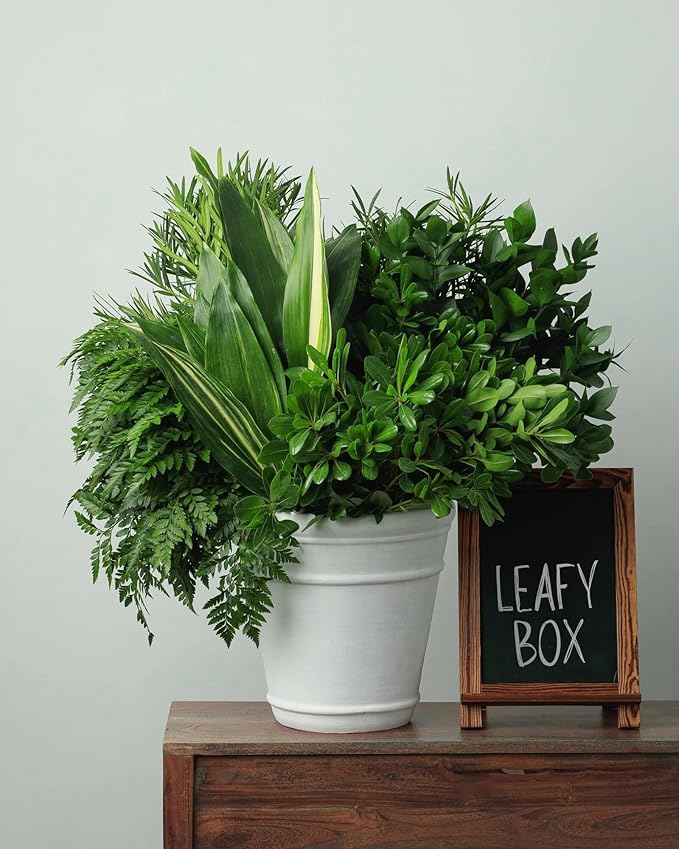 Cast Iron Plant Aspidistra, Assorted- Hardy, Evergreen, Low Light Indoor/Outdoor Plant- Pet Safe, Drought Tolerant, Container-Friendly 6" Pot