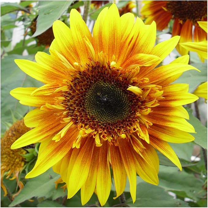 Seed Needs Joker Sunflower Seeds for Planting Sunflowers - Hybrid Flower Seed to Plant an Outdoor Home Grown Butterfly Garden (1 Pack)