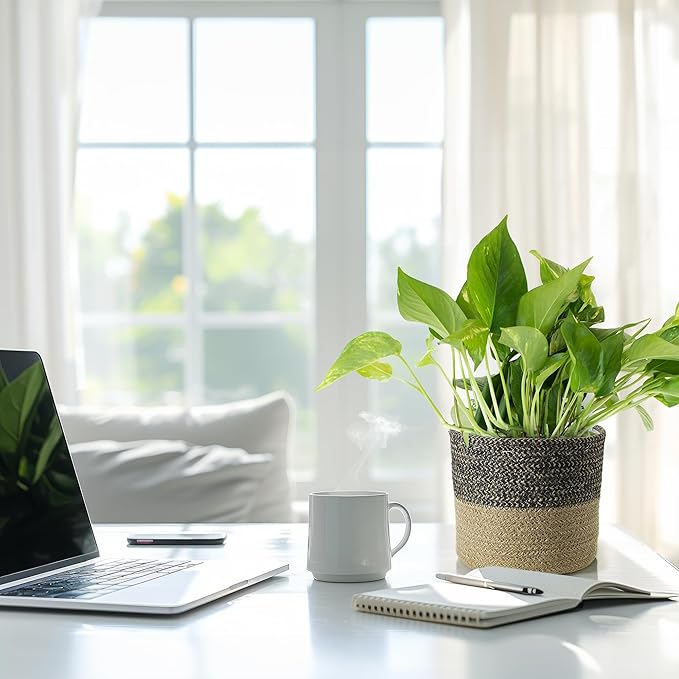 Shop Succulents Pothos Plant in Jute Pot, Freshly Potted, Live Indoor Plant, Easy Care Houseplant, Air Purifying Plant, Housewarming, Home Décor