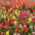 6000+ PCS Snowflake Snapdragon Flower Seeds Antirrhinum Majus Rare Flower Seed Outdoor-Perennial Heirloom Plant Seed Attracts Bees& Attracts Butterflies