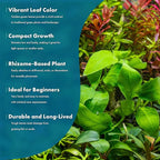 SubstrateSource Anubias Live Aquarium Plants - Potted Freshwater Plant for Fish Tanks, Terrariums - Beginner Friendly Low Light (Nana Golden, 5 Pots)