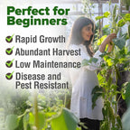 HOME GROWN Clemson Spineless Okra Seeds 202+ Heirloom Non-GMO Seeds for Planting, High Germination, Prolific Heat Loving Vegetable, Tender Pods, Easy to Harvest Home Garden (Abelmoschus esculentus)