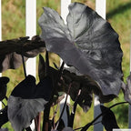 Black Coral Taro, a Great Live Pond Plant for Your Water Garden. Filters koi and Goldfish Ponds. Good for Bogs, Plant Shelf or Shallow Water This marginal Aquatic is a Real Beauty