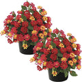 Live Flowering Lantana - Havana Red Sky (2 Plants Per Pack), Healthy Blooming Pollinator, 8" Tall by 5" Wide in 1 Qt Pot
