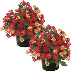 Live Flowering Lantana - Havana Red Sky (2 Plants Per Pack), Healthy Blooming Pollinator, 8" Tall by 5" Wide in 1 Qt Pot