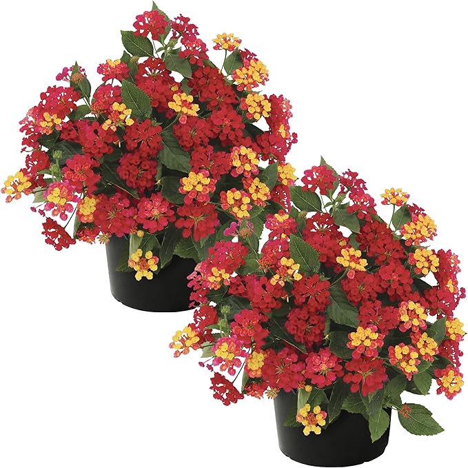 Live Flowering Lantana - Havana Red Sky (2 Plants Per Pack), Healthy Blooming Pollinator, 8" Tall by 5" Wide in 1 Qt Pot