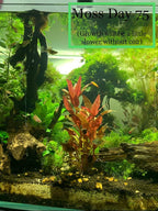 Marcus Fish Tanks Christmas Moss Vesicularia Montagnei Easy to Grow Live Aquarium Plants Buy 2 Get 1