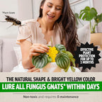 Super Ninja Gnat Traps for House Indoor - Fungus Gnat & Fruit Fly Traps - 10 Sticky Traps for Plants & 2 Highly Effective Fruit Fly Catchers for Indoors, Kid & Pet Friendly