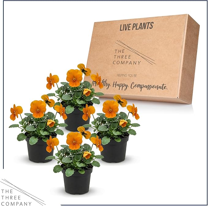 Live Healthy Flowering Pansies - Orange (4 Plants Per Pack), Beautiful Winter Color, 6" Tall by 4" Wide in 1 Pint Square Pot