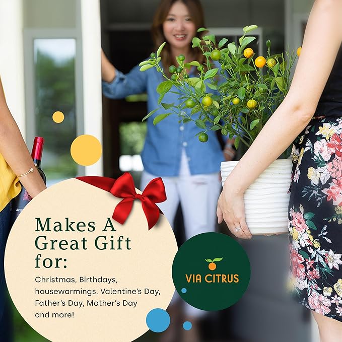 Ponderosa Lemon Tree Live Plants 13" - 22" Tall – Indoor Outdoor Fruit Tree Plant Growing, Live Citrus Plant Mothers Day Gift for Mom Home Garden Patio Use, Cannot Ship CA AZ TX LA by Via Citrus