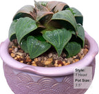 Generic Haworthia Emelyae Rare Succulent Plants Live, Pot 2.7"" Green Live Plant, Soil and Pot Excluded, Garden Indoor Office Desk, Wedding Party Baby Shower Decor, Friend Plant Lovers Gifts
