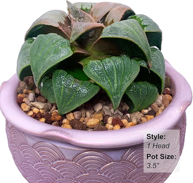 Generic Haworthia Emelyae Rare Succulent Plants Live, Pot 2.7"" Green Live Plant, Soil and Pot Excluded, Garden Indoor Office Desk, Wedding Party Baby Shower Decor, Friend Plant Lovers Gifts