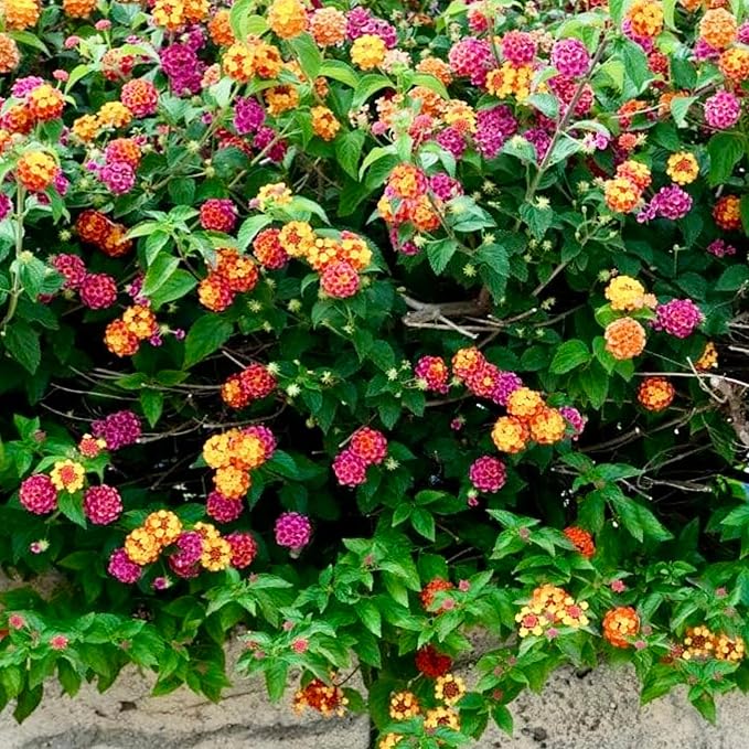 Clovers Garden Lantana Camara Flowers – Two (2) Live Plants Non-GMO Each Plant 4" to 8" Tall – in 4" Inch Pots - Natural Mosquito Garden - Attract Hummingbirds & Butterflies, Assorted Colors