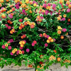 Clovers Garden Lantana Camara Flowers – Two (2) Live Plants Non-GMO Each Plant 4" to 8" Tall – in 4" Inch Pots - Natural Mosquito Garden - Attract Hummingbirds & Butterflies, Assorted Colors