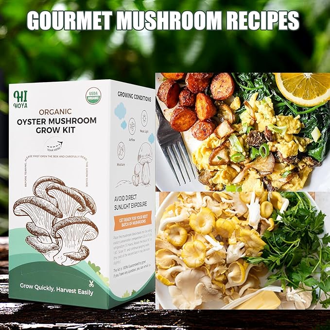 Golden Oyster Mushroom Growing Kit - Organic Edible 4 lbs Mushroom Grow Kit, Grow Your Own Oyster Mushroom at Home, Handmade in USA, Non-GMO, Holiday Gardening Gift