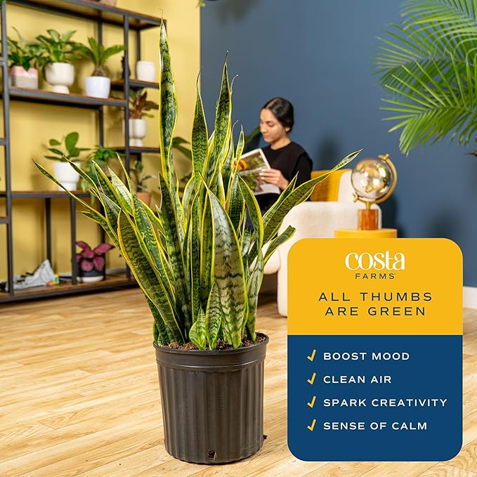 Costa Farms Snake Plant, Extra Large Live Plant in Plastic Pot, Easy to Maintain, Air Purifying Succulent Indoor Houseplant, Assorted Variety, Home, Room, or Boho Decor, 3-4 Feet Tall